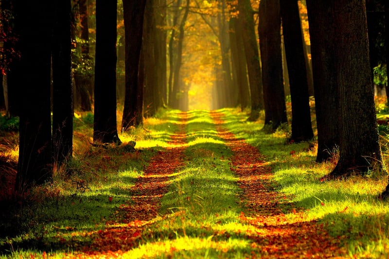 Enchanted Forest Glade